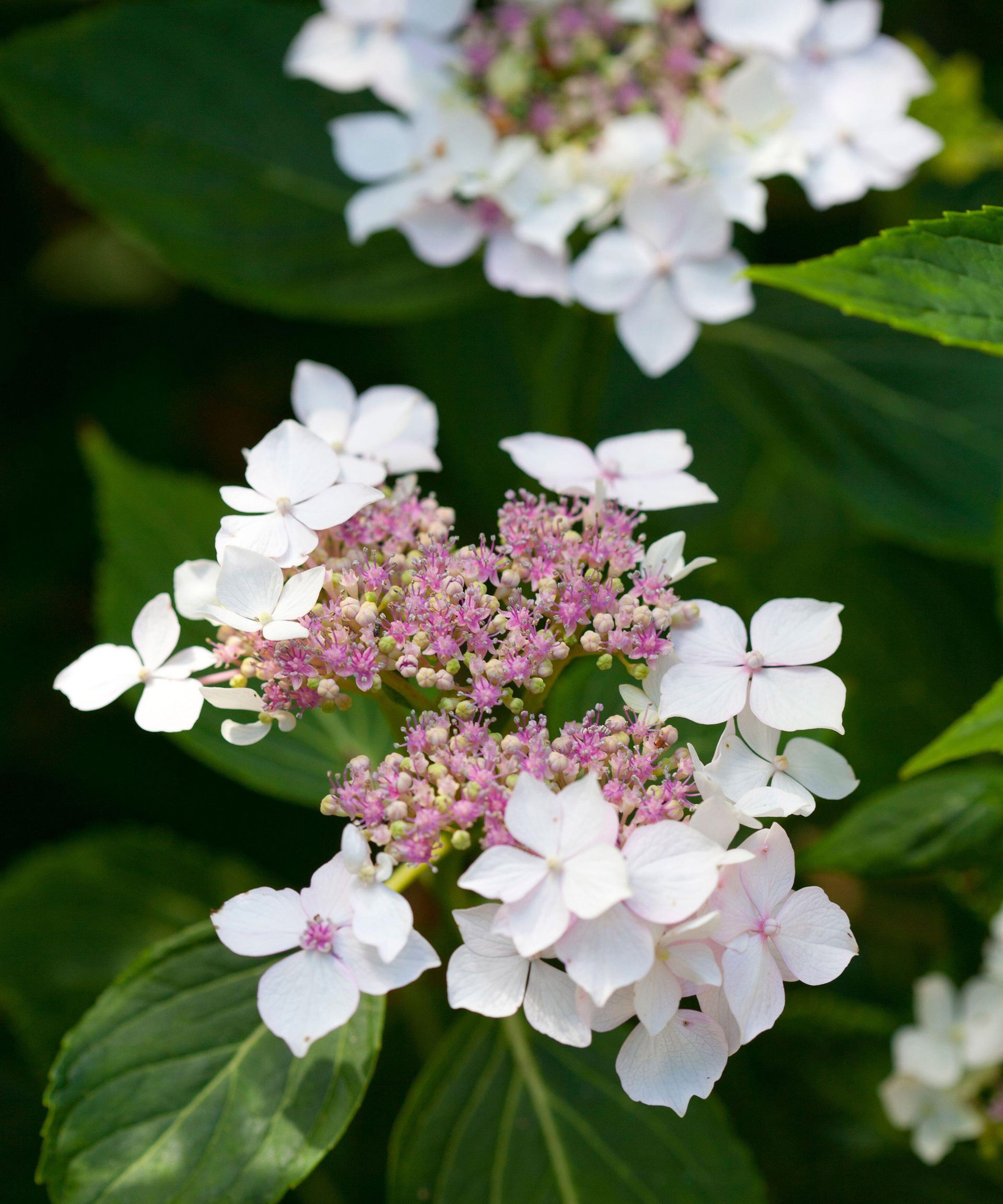 Best hydrangea varieties: 15 great flowering shrubs to try