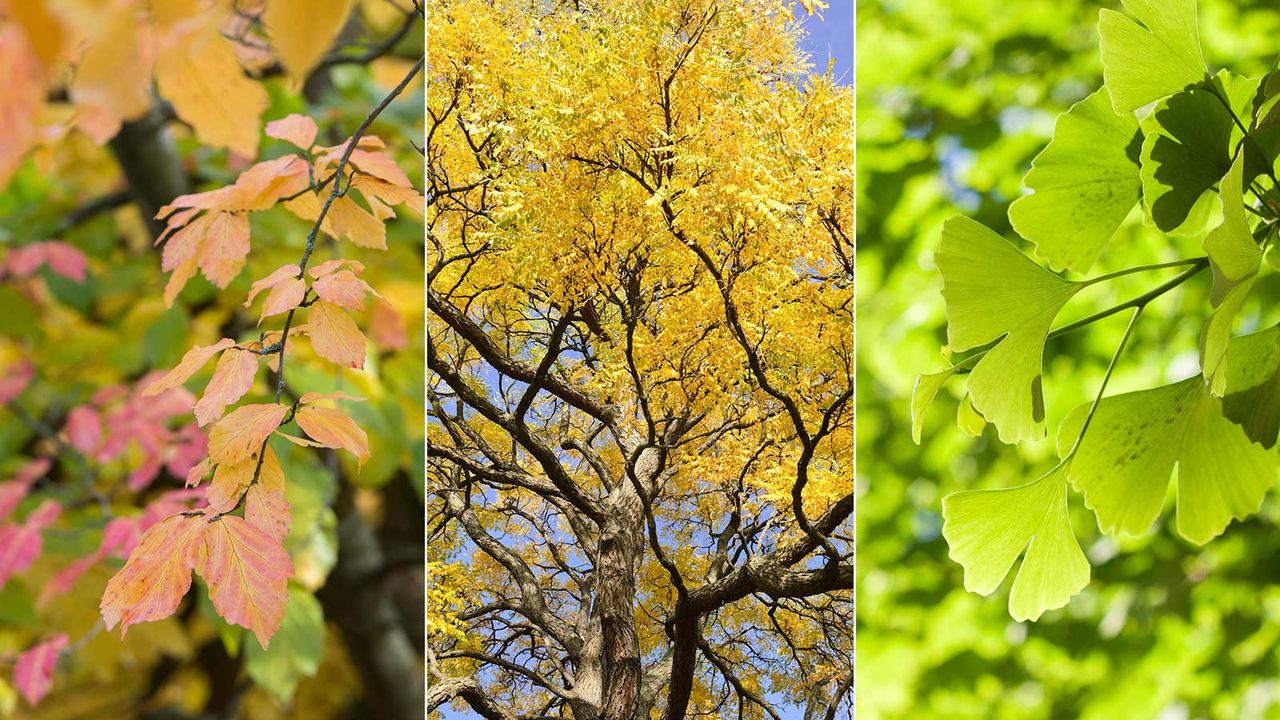 drought-tolerant trees