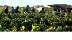 Bordeaux white harvest