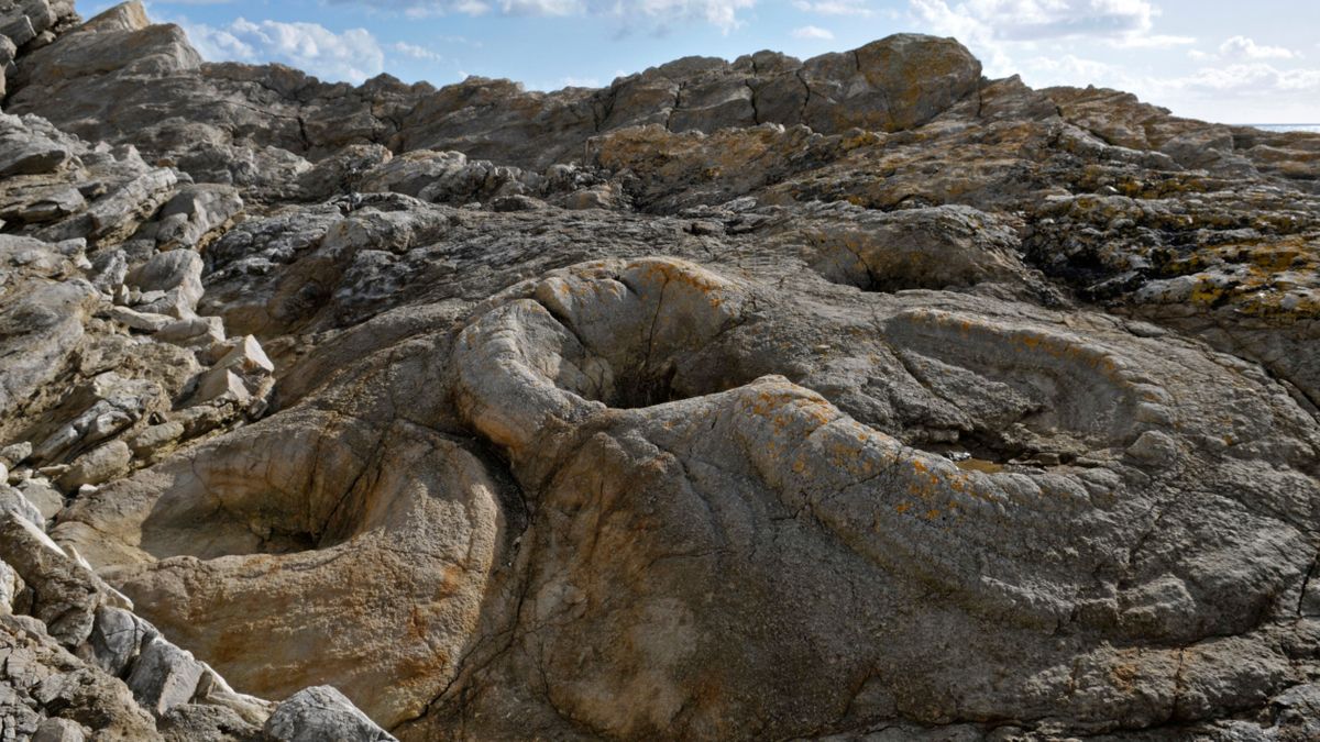 多塞特郡化石森林：由古代微生物保存的英格兰 1.45 亿年前的树桩化石