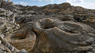 Close up of fossil tree stumps in the Fossil Forest in Dorset, England. The stumps are hollow and encrusted in stone.