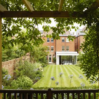 Climbing plants growing on wooden pergola behind striped lawn in garden