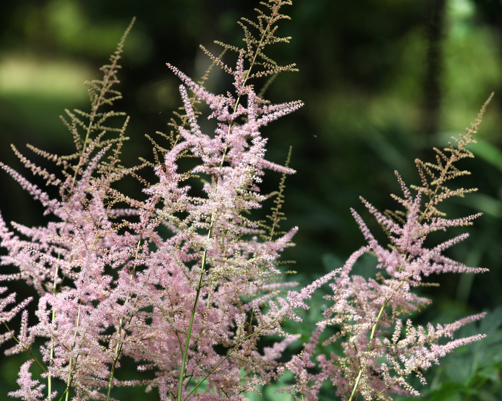 Pink flowers spires of dwarf astilbe Sprite, growing in a garden as an accent plant