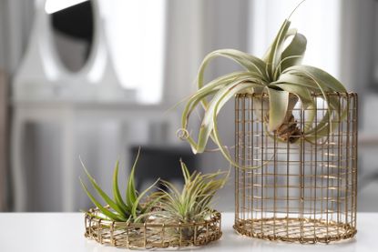 Air plants in wire pots on a shelf