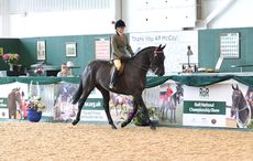 RoR-Horse-of-the-Year-Liverpool-at-RoR-Nat-Champ-show.jpg