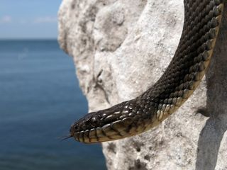 The Lake Erie water snake was once on the Endangered Species List but has recovered and populations are stable.