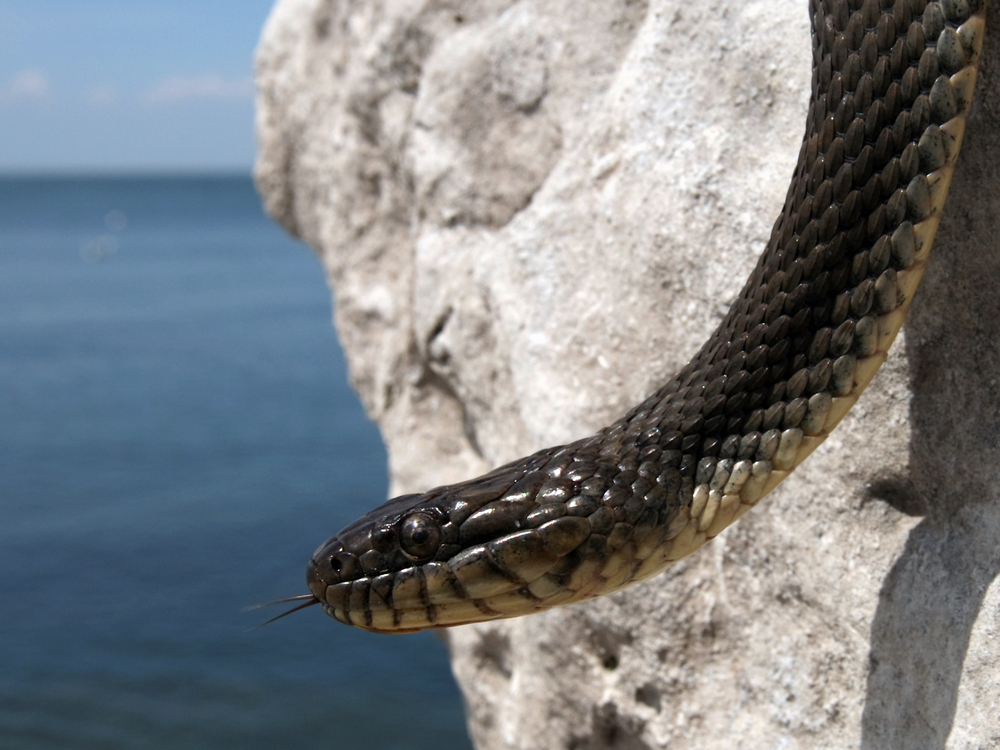 facts-about-water-snakes-live-science