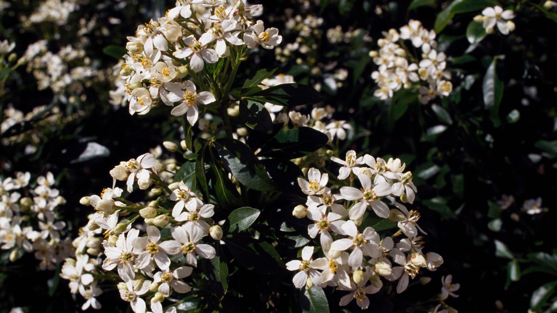 picture of sundance choisya shrub