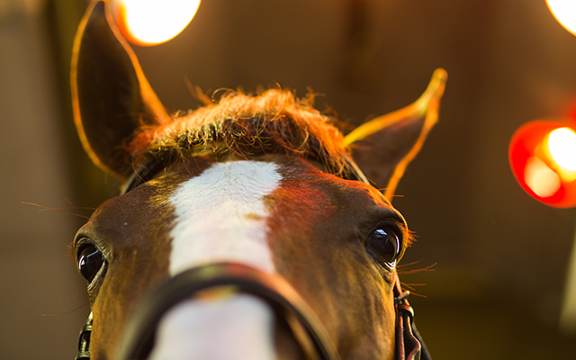 Chilli Morning comes in for a close up at home in 2015