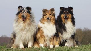 Three collies
