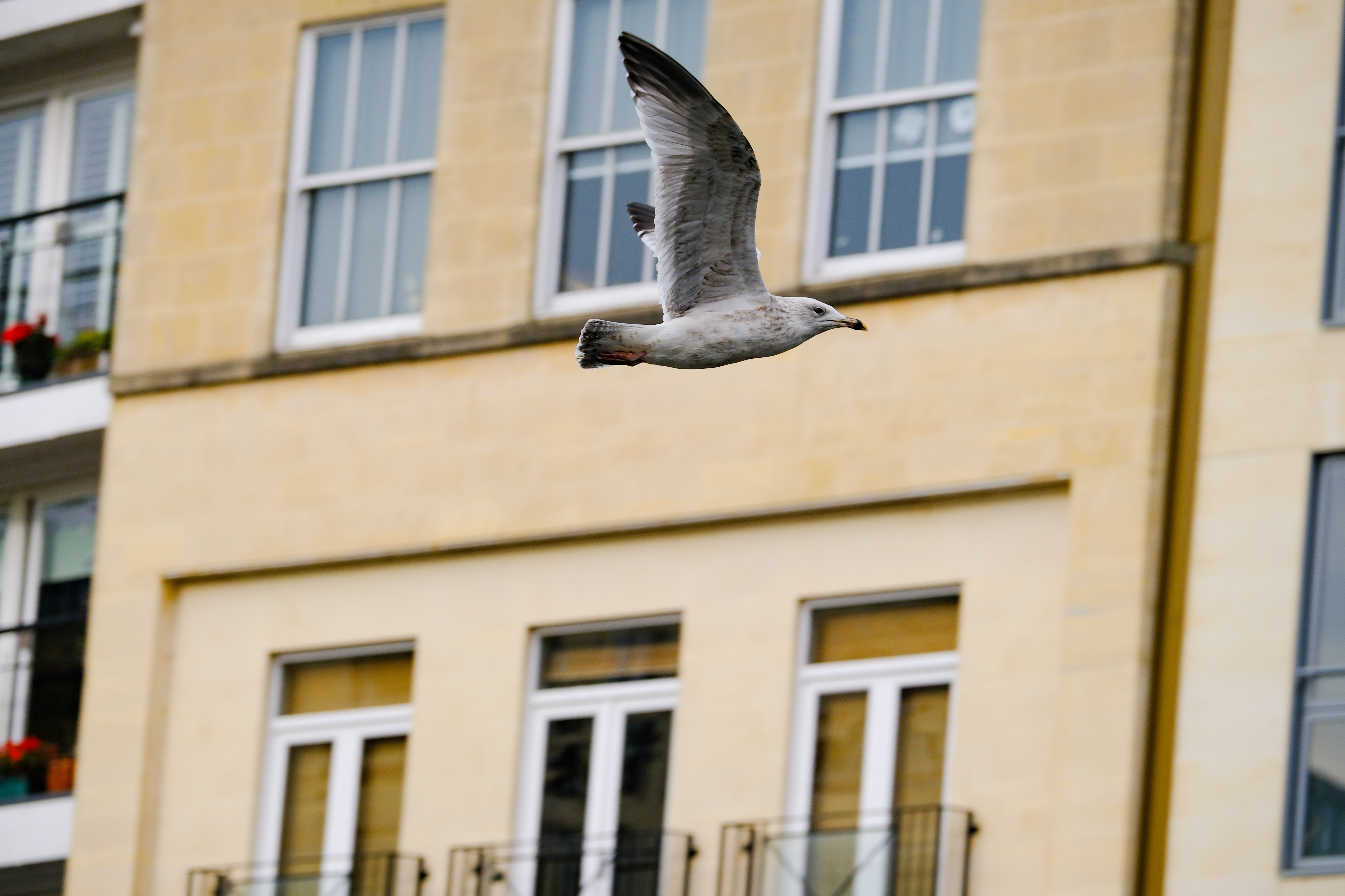 A photo of a seagull in flight, taken on the Fujifilm X-T30 III in high speed 20fps drive mode.