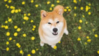 shiba inu