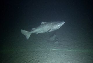 A small Greenland shark, less than 5 feet (1.5 meters) long, was seen inside Scott Inlet on northern Baffin Island.