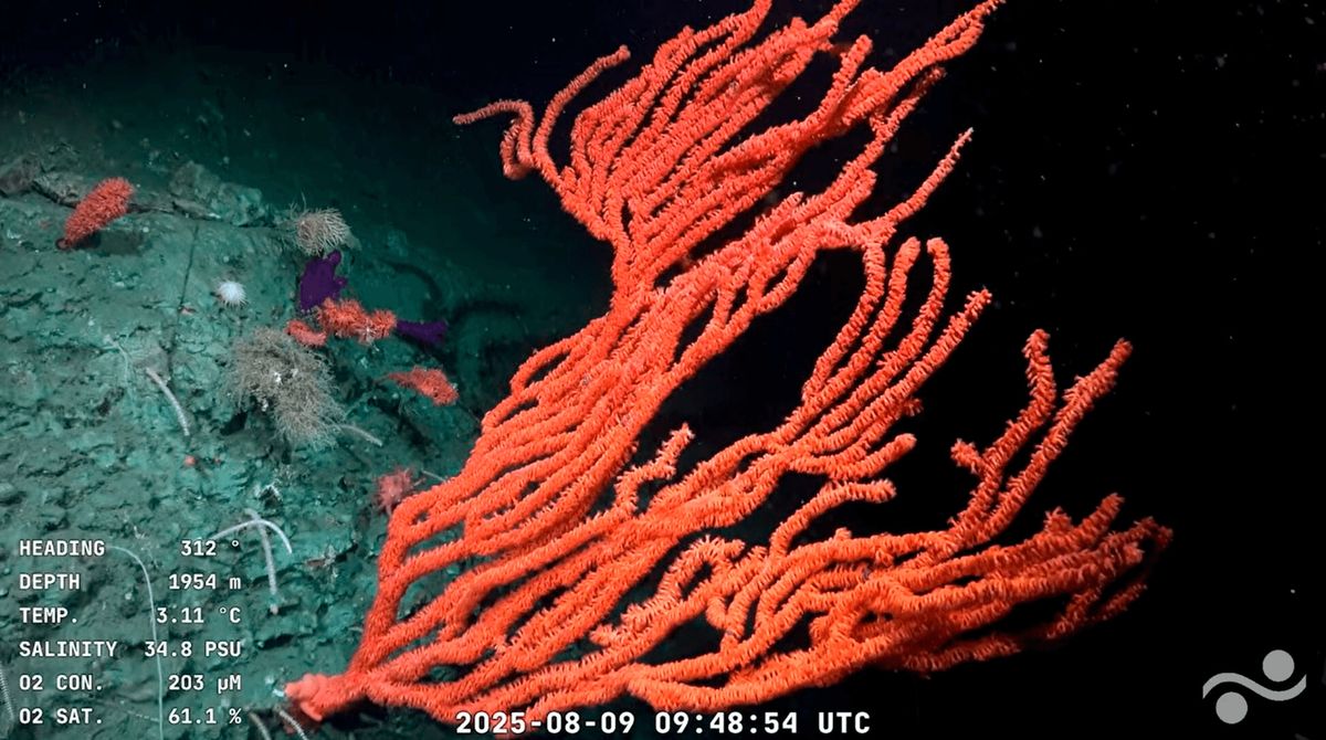 Bright-orange octocoral.