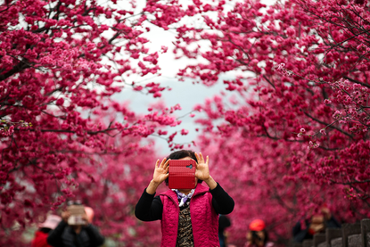A woman under cherry blossoms.