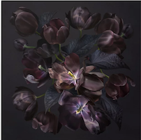 Dark tulips on a dark background