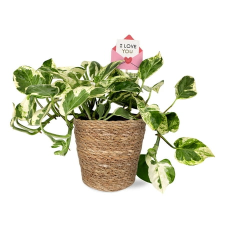 5in Pothos (love You Edition) &amp;ndash; Seagrass Pot &amp;ndash; &amp;ldquo;i Love You Envelope&amp;rdquo;
