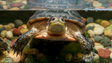 A blanding's turtle photographed underwater at White Bear Lake, Minnesota.