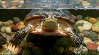 A blanding's turtle photographed underwater at White Bear Lake, Minnesota.