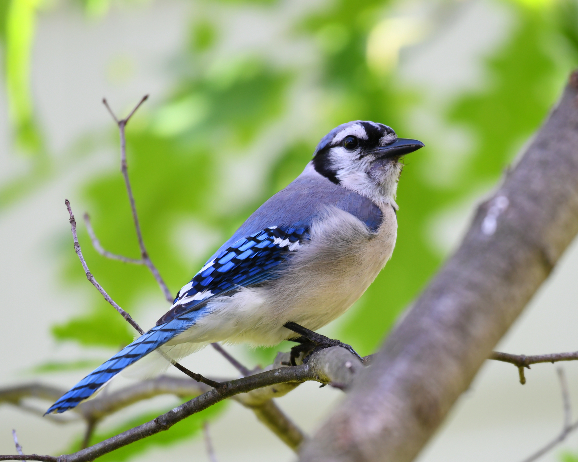 Blue jay in tree