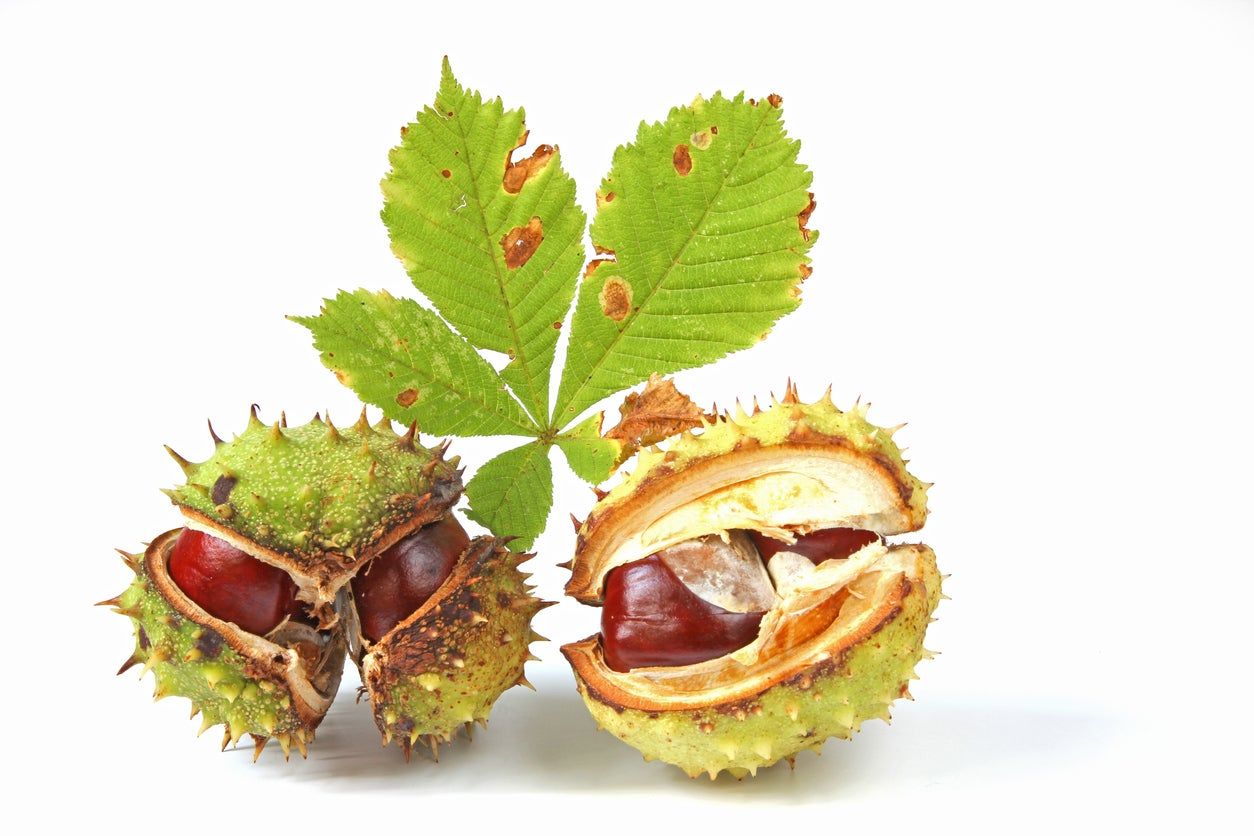 Horse Chestnut Benefits Using Horse Chestnut Trees And Conkers Gardening Know How