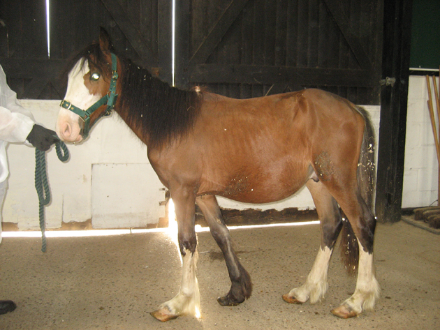 Lucien upon arrival at World Horse Welfare 2 web