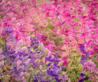 A close up of pink Salvia horminum and purple Salvia viridis 'Blue Monday.'