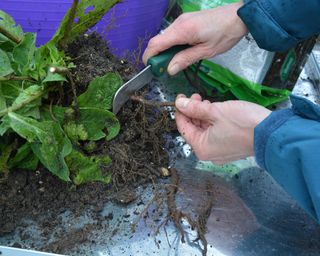 Taking root cuttings from a verbascum
