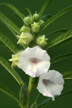 Benne Seeds And Single White Flower