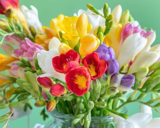 A bunch of scented freesias