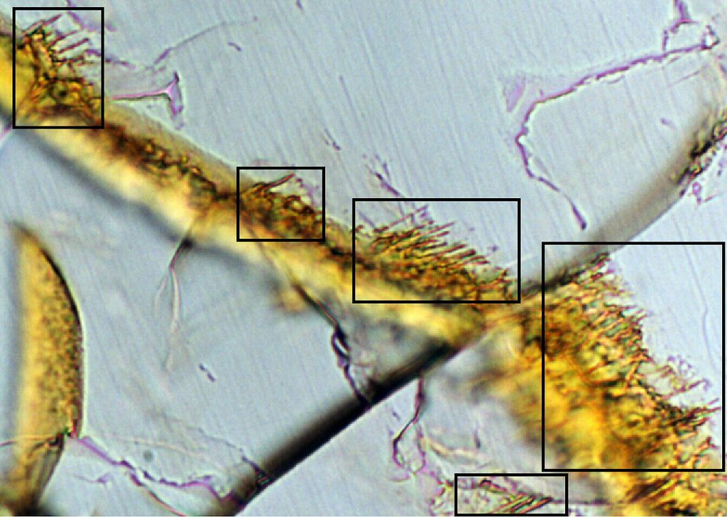 Nakhla meteorite