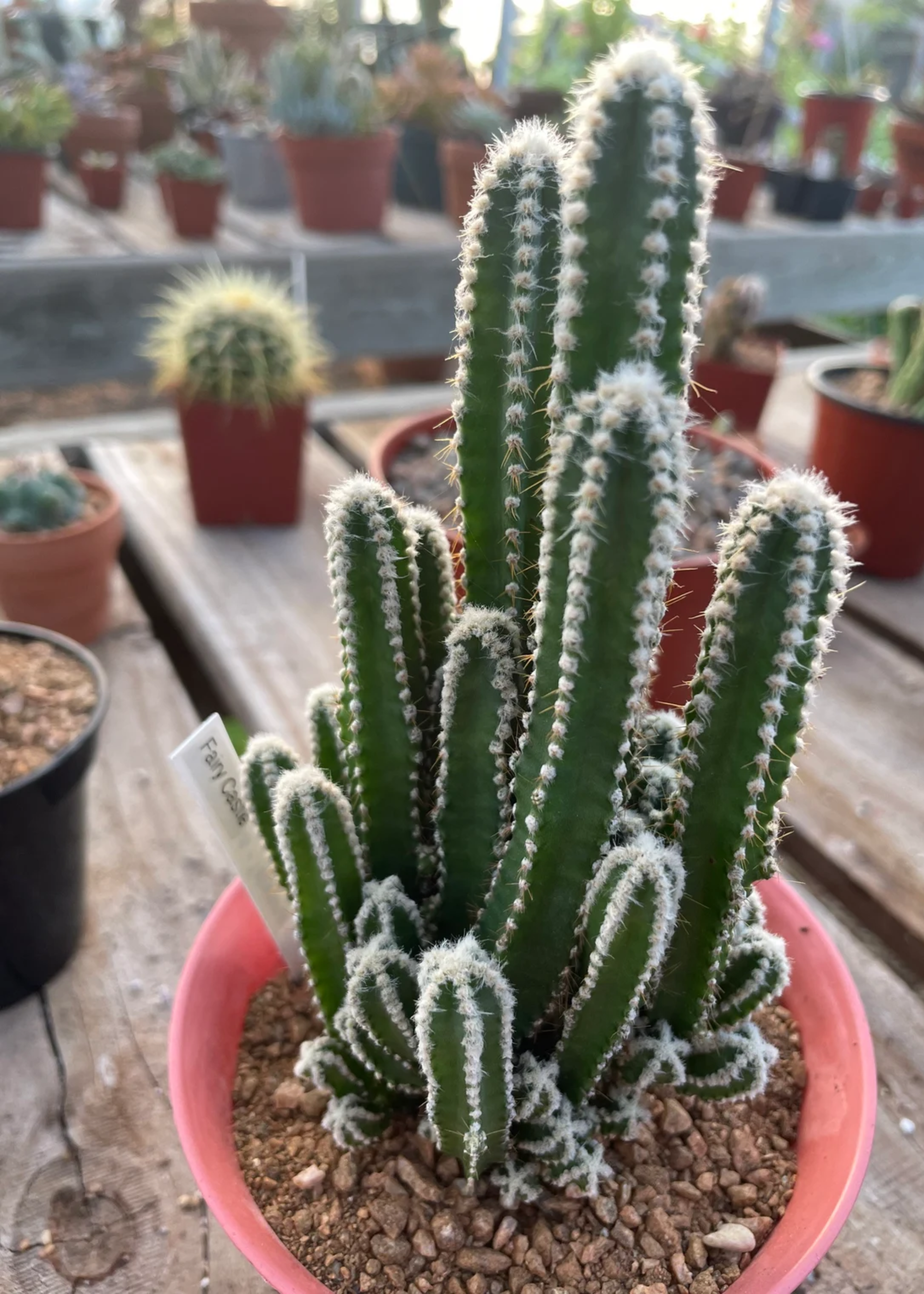 A fairy castle cactus in an orange planter with a pink rim