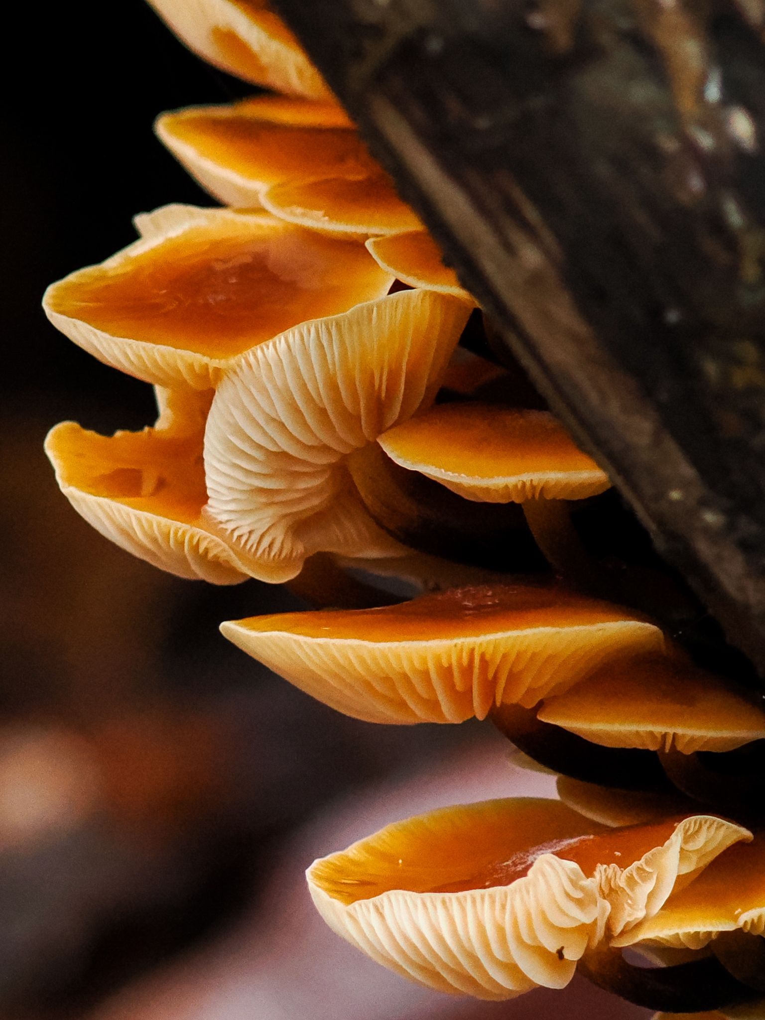 A photo taken on an OM System OM-1 Mark II Micro Four Thirds mirrorless camera