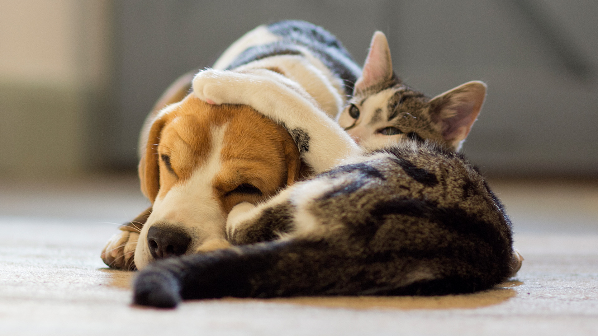 Beagle and cat cuddled on floor