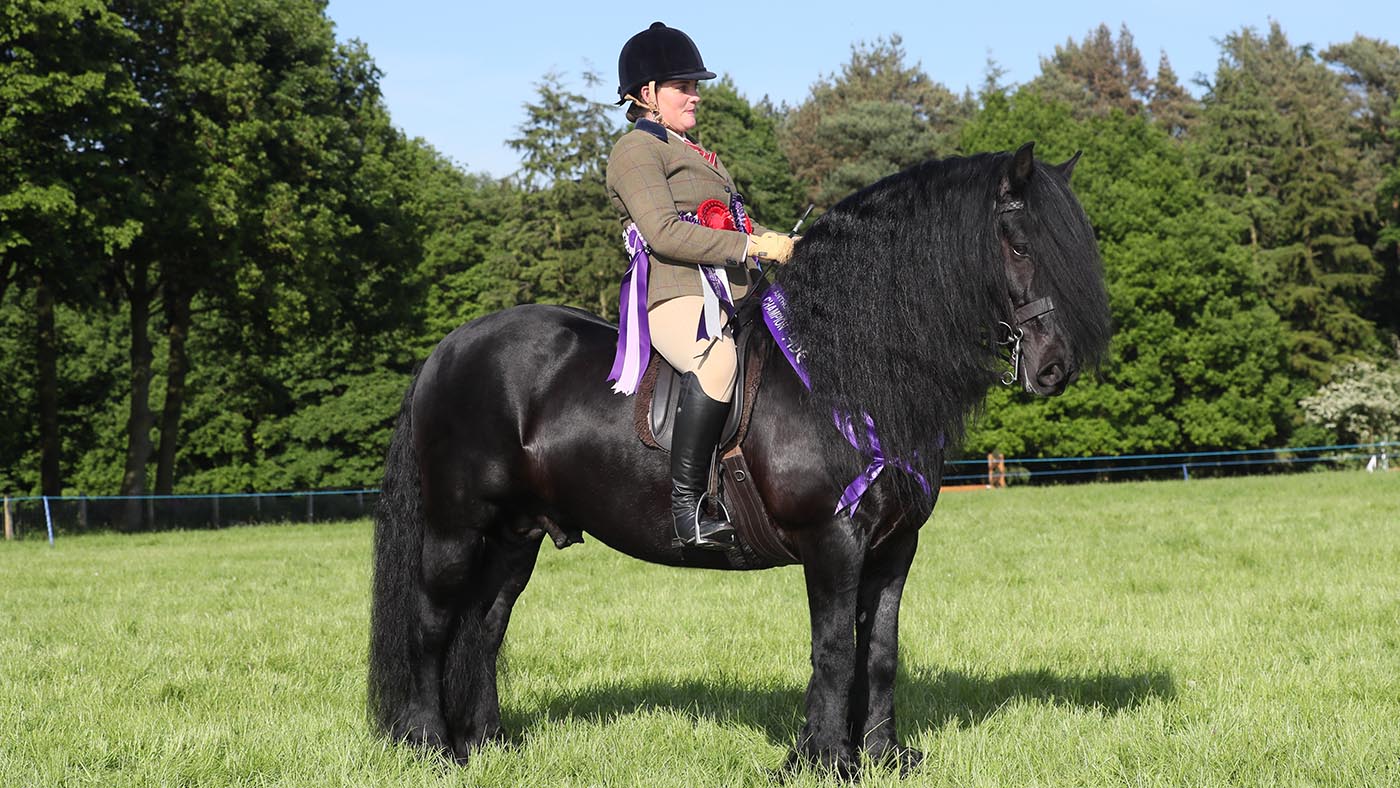 SSADL RIDDEN CHAMPIONSHIP CHAMPION RESERVE RIDDEN SUPREME 674 DARRENVALE WARRIOR R: Jodie Smith