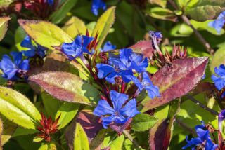 Ceratostigma plumbaginoides a summer autumn flower plant commonly known as blue flowered leadwort