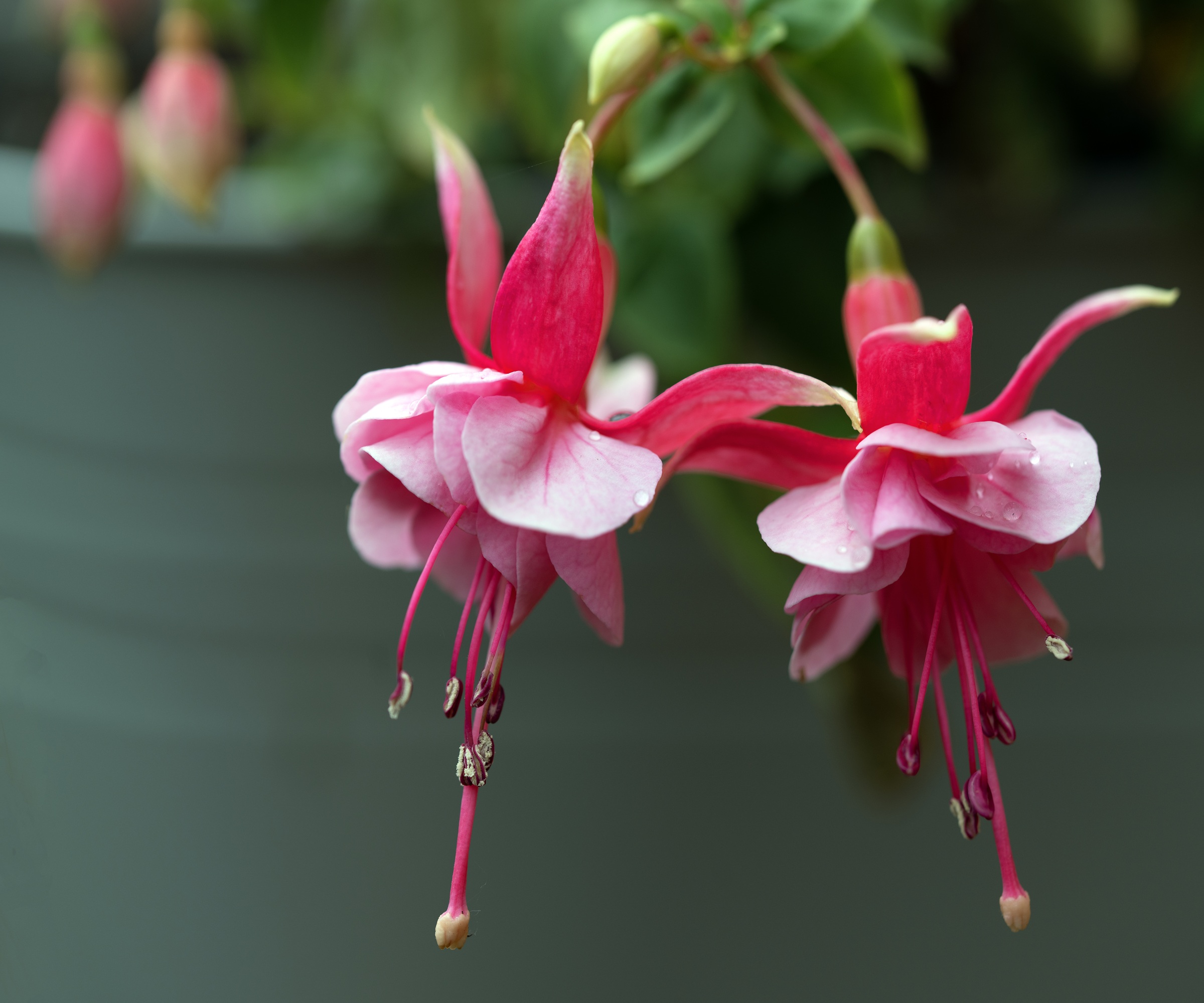 Fuchsia blooms