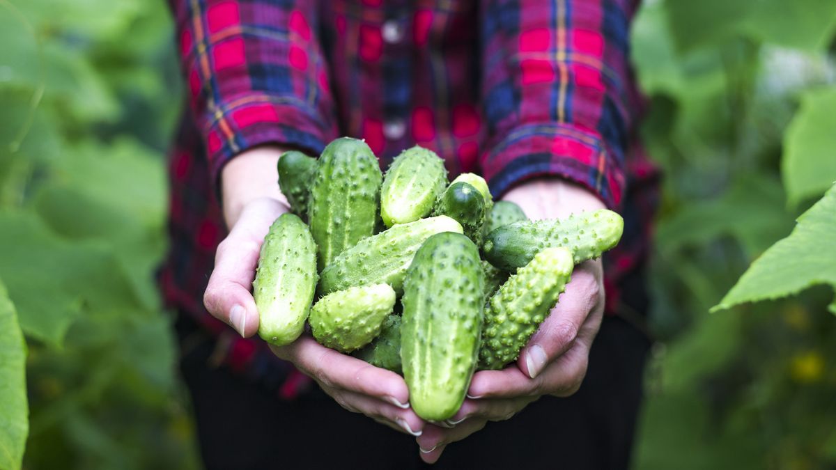 How to grow cucumbers follow our stepbystep guide to get the best in