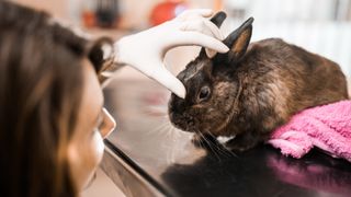 Vet examining rabbit eye