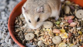 Hamster eating seeds and pumpkin seeds