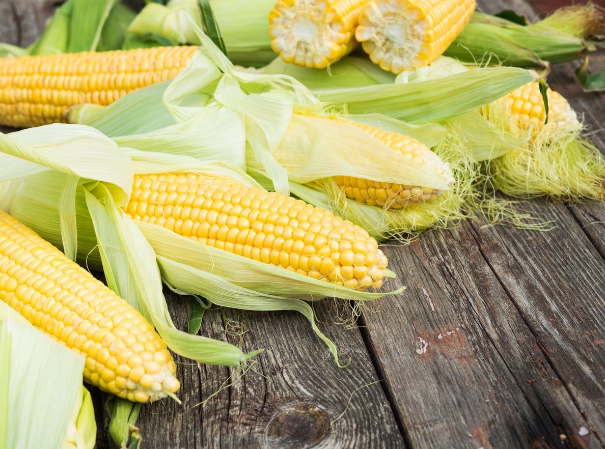 Sweet Corn Plants