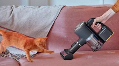 A ginger kitten on a velvet sofa that someone is vacuuming with a handheld vacuum cleaner