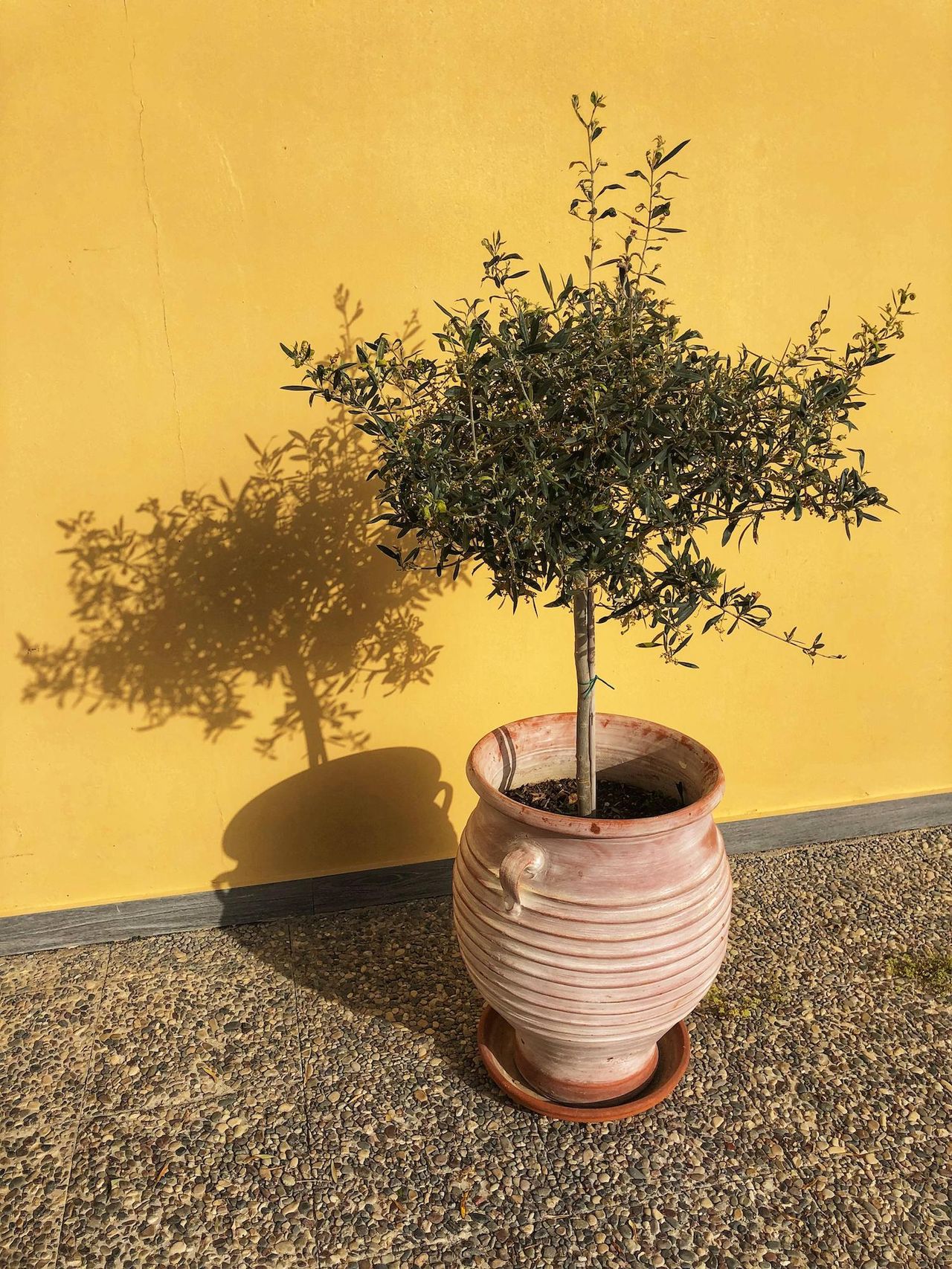 10 fruit trees you can grow in pots to elevate even tiny outdoor spaces