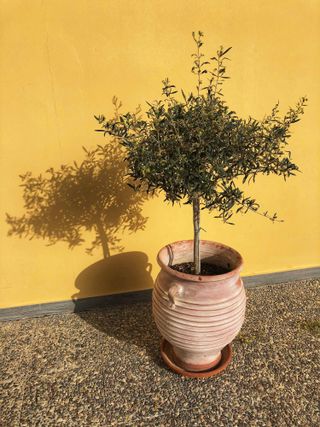 Olive tree in a pot in sun against yellow wall
