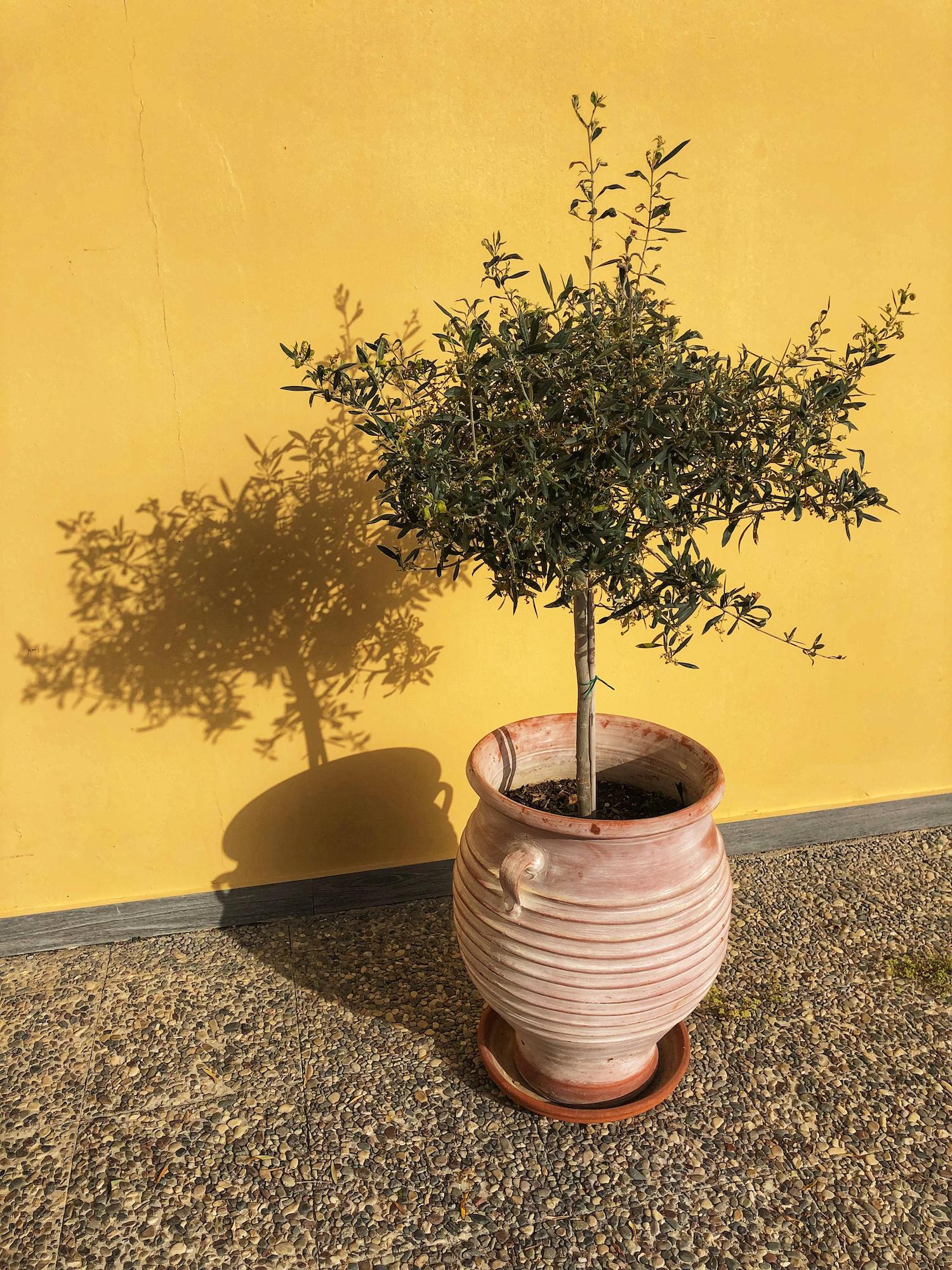 Olive tree in a pot in sun against yellow wall