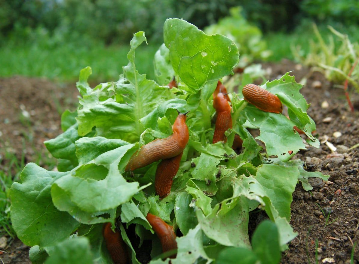 Several Slugs On Lettuce Plants In The Garden