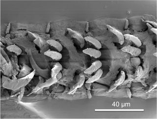 Limpet teeth are made of the mineral goethite set in a chitin matrix.