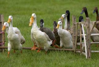 Ducks in animal show