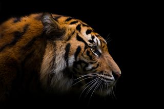 A tiger's side profile against a black background