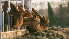 Cows eating hay at Heckfield Place Farm.